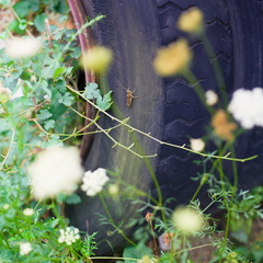 Grasshopper on Tire